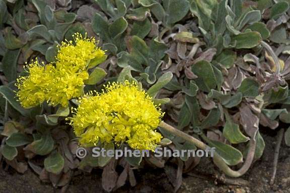 eriogonum jamesii var flavum 2 graphic